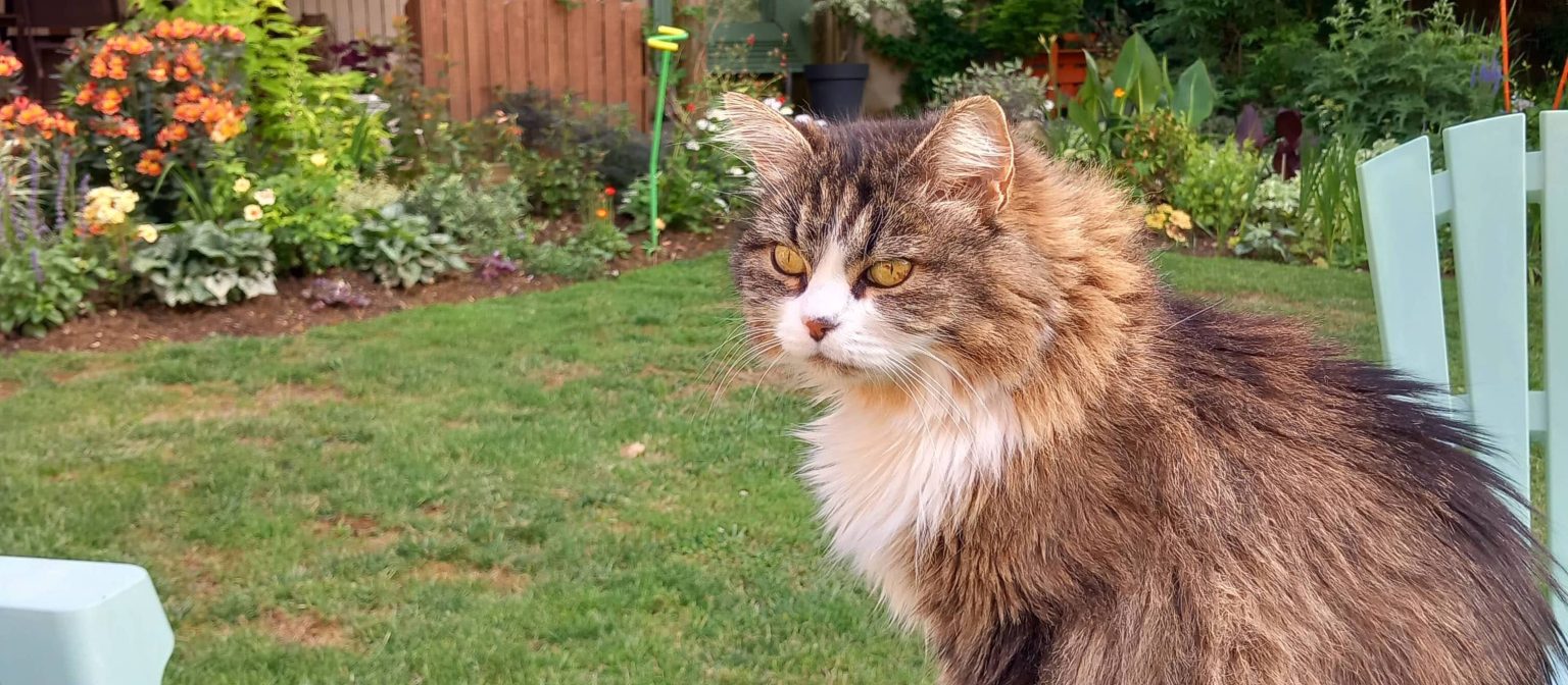 à-la-maison-des-chats-vanille-la-mascotte