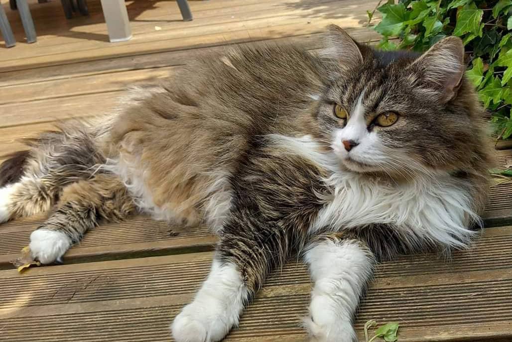 la-mascotte-vanille