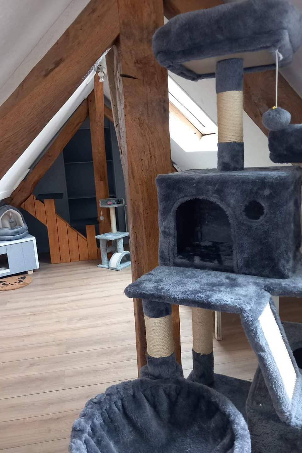 pension-pour-chats-la-salle-de-jeux